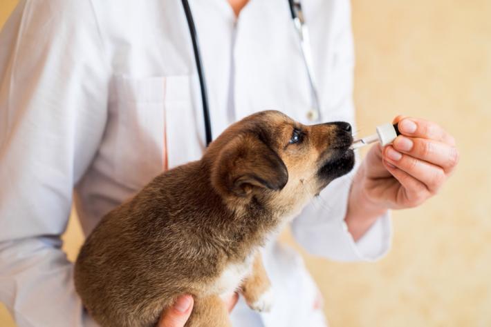 Si pu&ograve; curare Fido con i generici per l'uomo. E il portafogli sorride