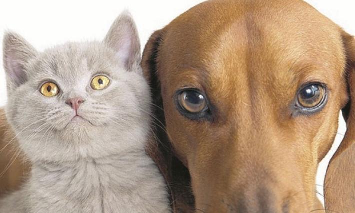 La dermatosi solare nei cani e nei gatti