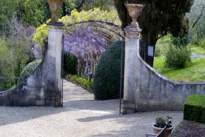 La massima fioritura del famoso glicine di Firenze &egrave; un evento botanico sul web