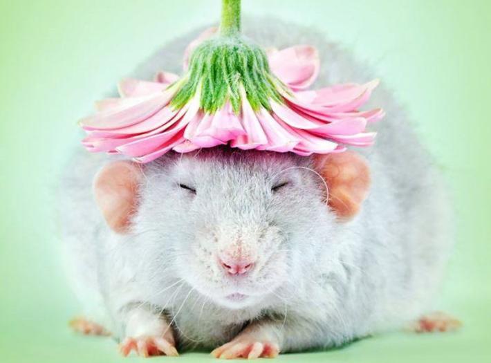 Sfatiamo il mito &laquo;animale piccolo, piccolo impegno&raquo;. Vedi il topolino