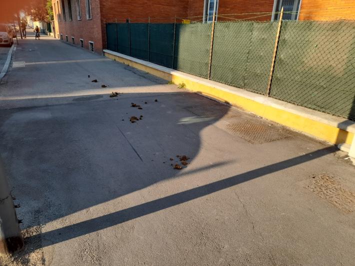 Quel che resta di un cavallo (e del suo padrone) in via Savani 