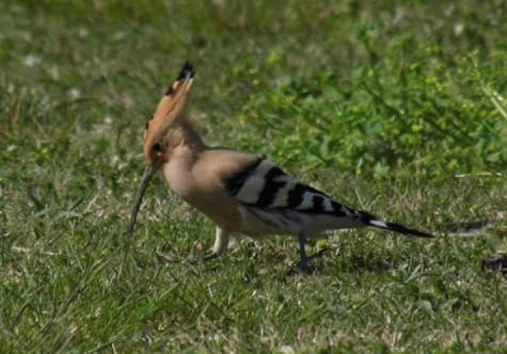 Una upupa al parco Nevicati