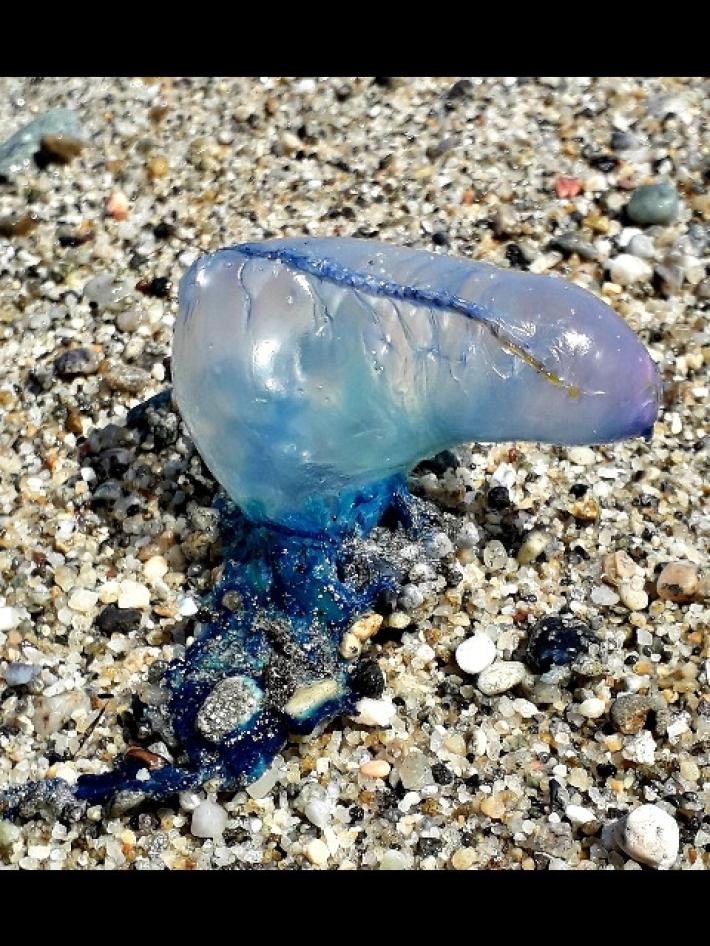 Ambiente: esemplare Caravella portoghese su spiaggia Stretto