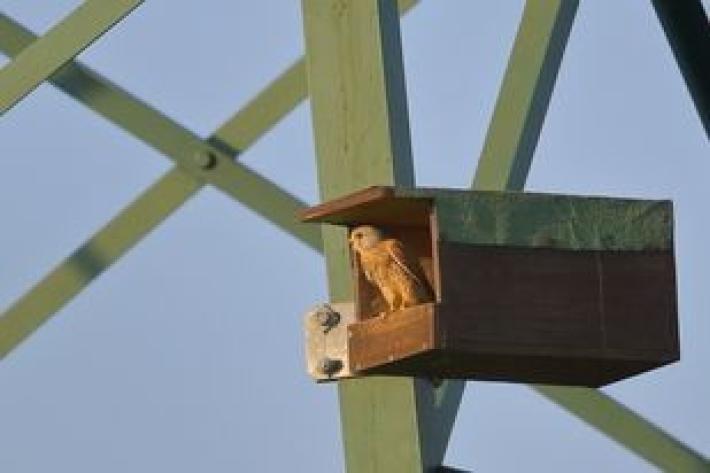 Stirone, quando i gheppi nidificano sui tralicci dell'energia elettrica