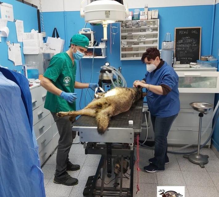 La lupa investita &egrave; stata operata: torner&agrave; a correre