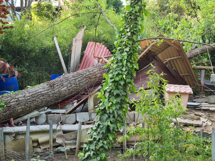 Tragedia sfiorata: pianta si abbatte sui giochi dei bambini