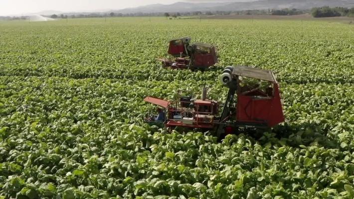 Agricoltori Coldiretti in piazza il 19, luce su cibi laboratorio