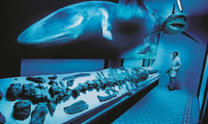 Trovato fossile di un dinosauro marino di 8 metri. Nel sotterraneo del museo