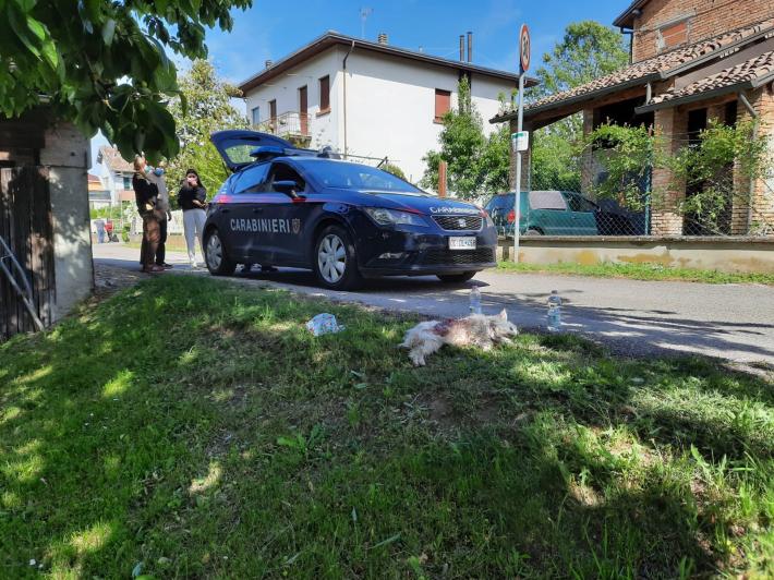 Cagnolina uccisa da 2 pitbull davanti agli occhi della padrona