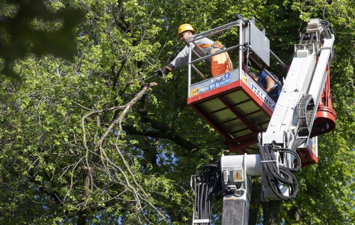 Lipu e ornitologi: &laquo;Stop alle potature&raquo;