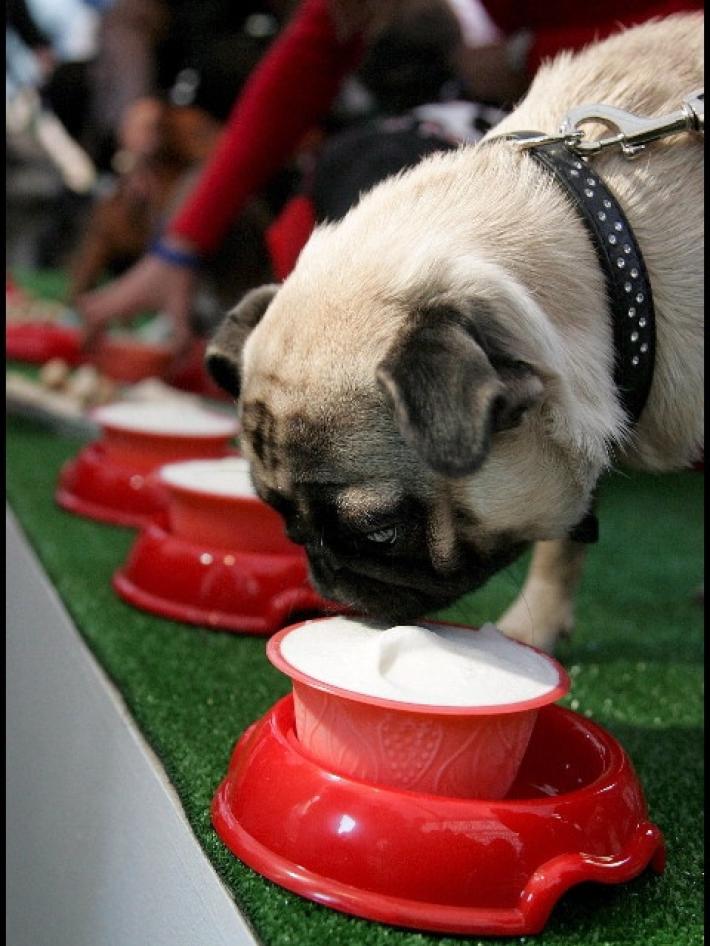 Covid: in Gran Bretagna sei milioni di cani in sovrappeso per il lockdown