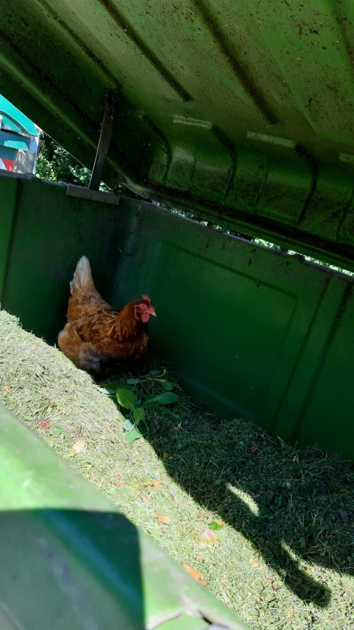 Una gallina viva nel cassonetto del verde 