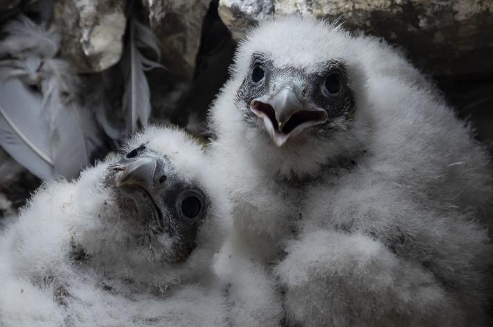 Falchi &laquo;beb&egrave;&raquo; sul campanile