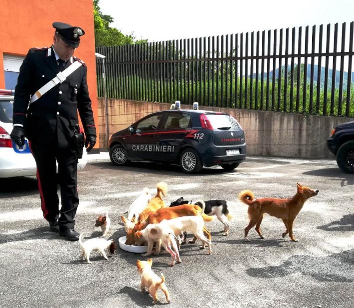 Con 47 cani sul fuoristrada, coppia condannata