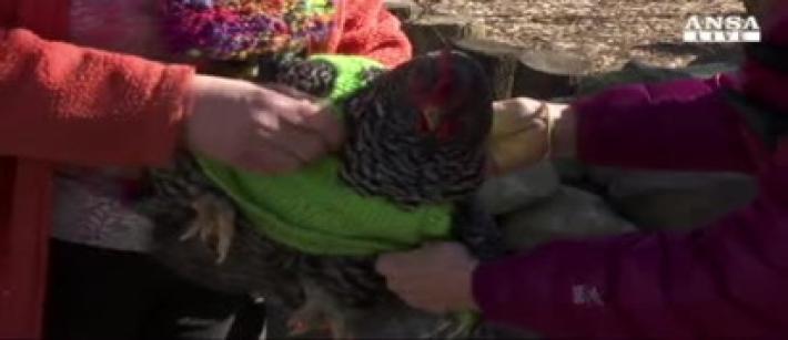 Le galline hanno freddo? Ecco i maglioni Video