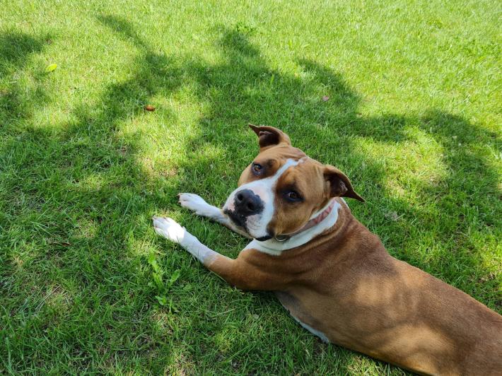 Bocconi killer, cane salvato. La padrona: &laquo;I miei animali presi di mira&raquo;