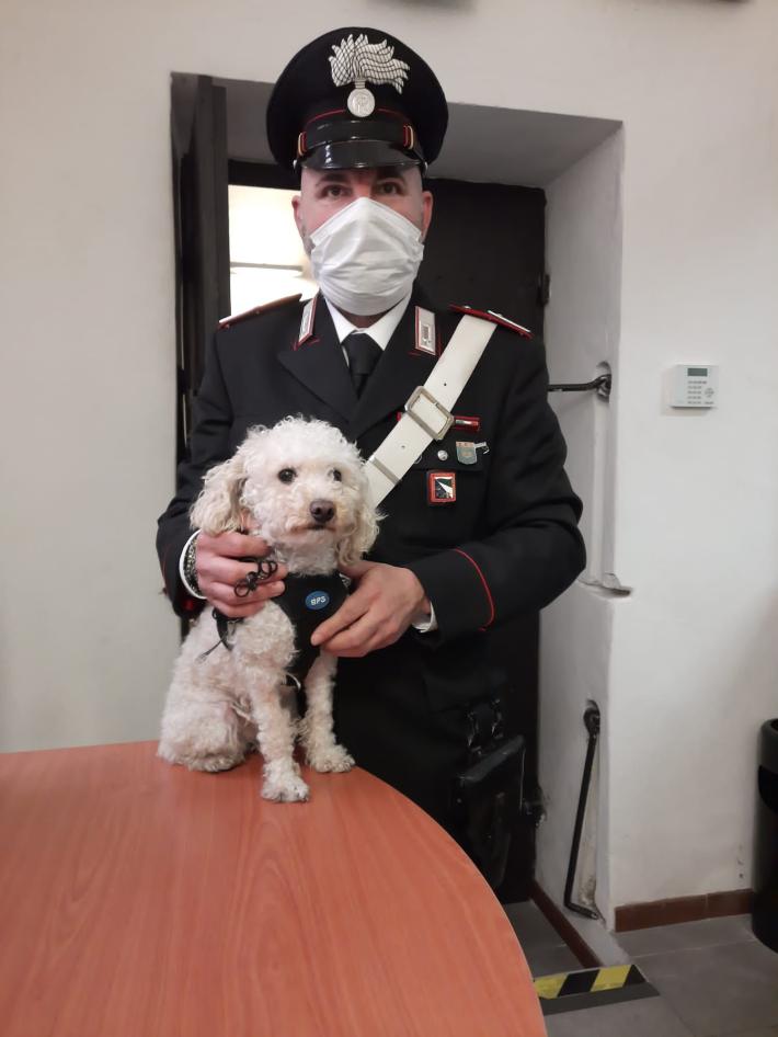 Il barboncino Spillo salvato dai carabinieri