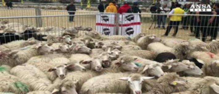 A Cascia 1000 pecore sarde, regalo dei pastori