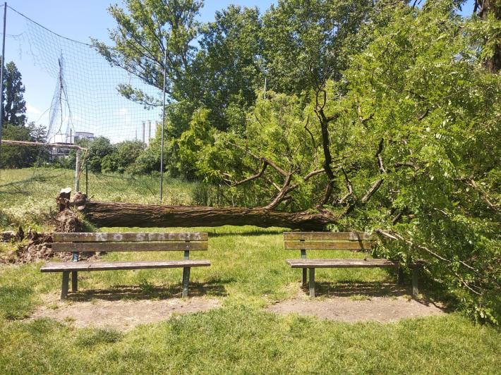 Parco giochi, albero crolla sulle panchine