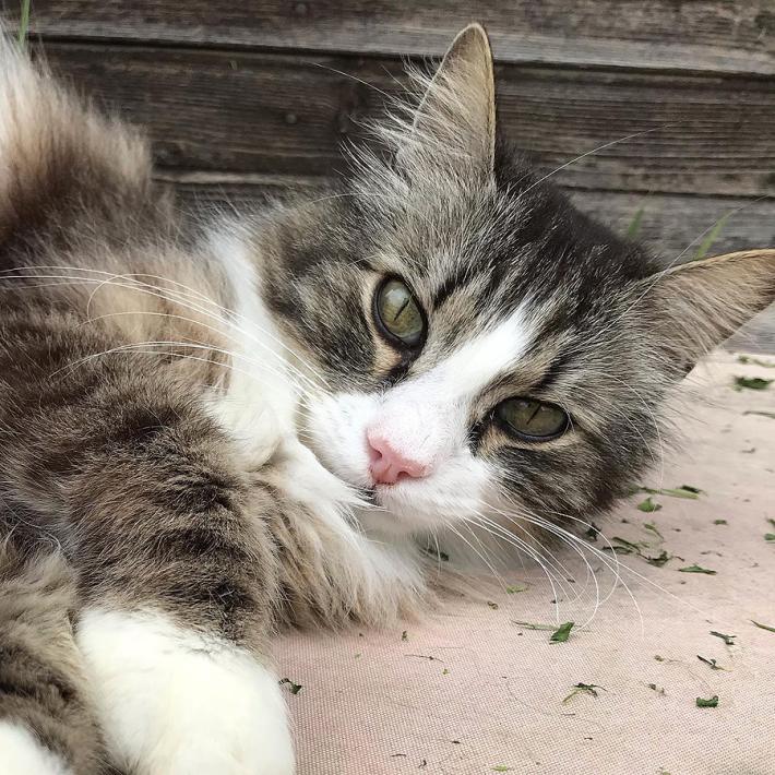 Una raccolta cibo tramite Amazon  per aiutare &laquo;I gatti di Maria Luigia&raquo;