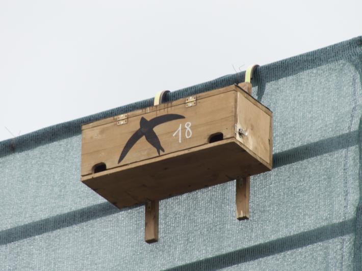 Compiano, rondini ospiti del castello