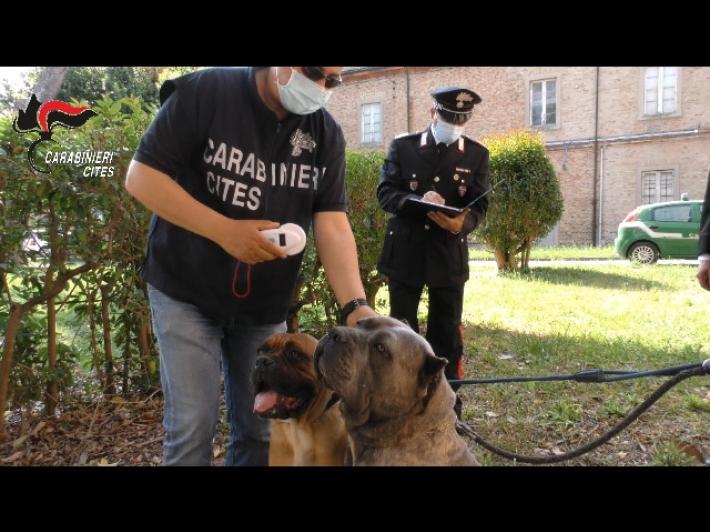 Maltrattamenti cani e traffico cuccioli, 29 denunce Cc