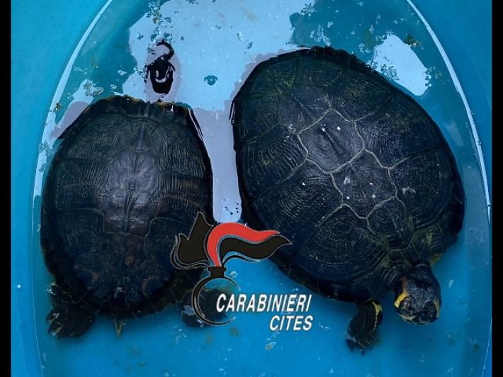 A spasso per Napoli con due grosse tartarughe, denunciato