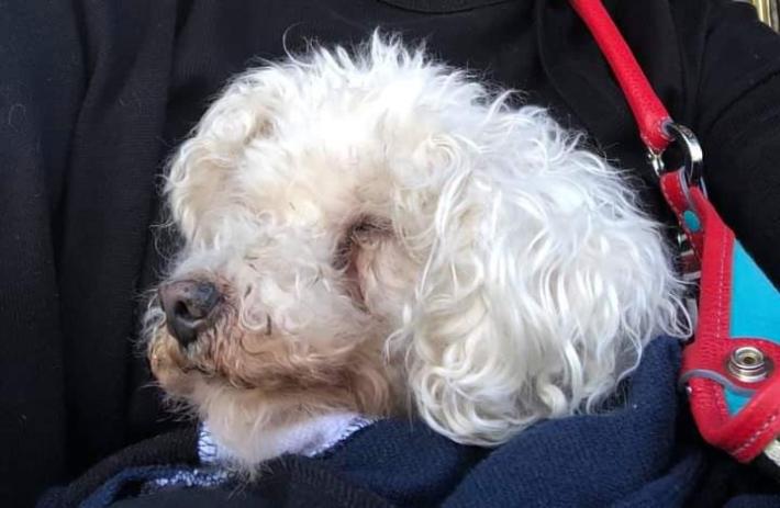 &laquo;Chi cur&ograve; 17 anni fa la zampa del mio barboncino?&raquo;