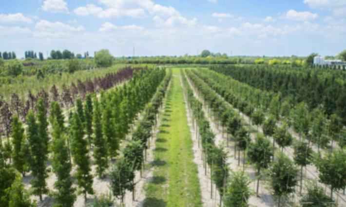 Aperto il bando per accreditare nuovi vivai dove ritirare gratis in autunno gli alberi forniti dalla Regione