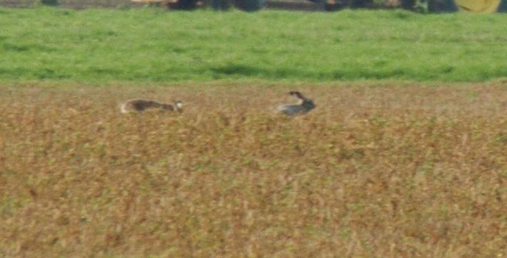 Oltre 160 ettari di terreno agricolo messi all&rsquo;asta dallo Stato nel parmense