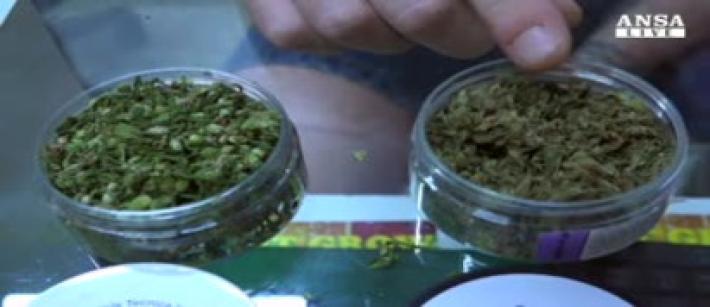Emendamento del governo  al Dl sicurezza: stop alla cannabis light