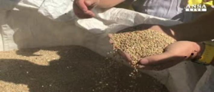 Riparte la raccolta di lenticchie, &egrave; la prima post sisma