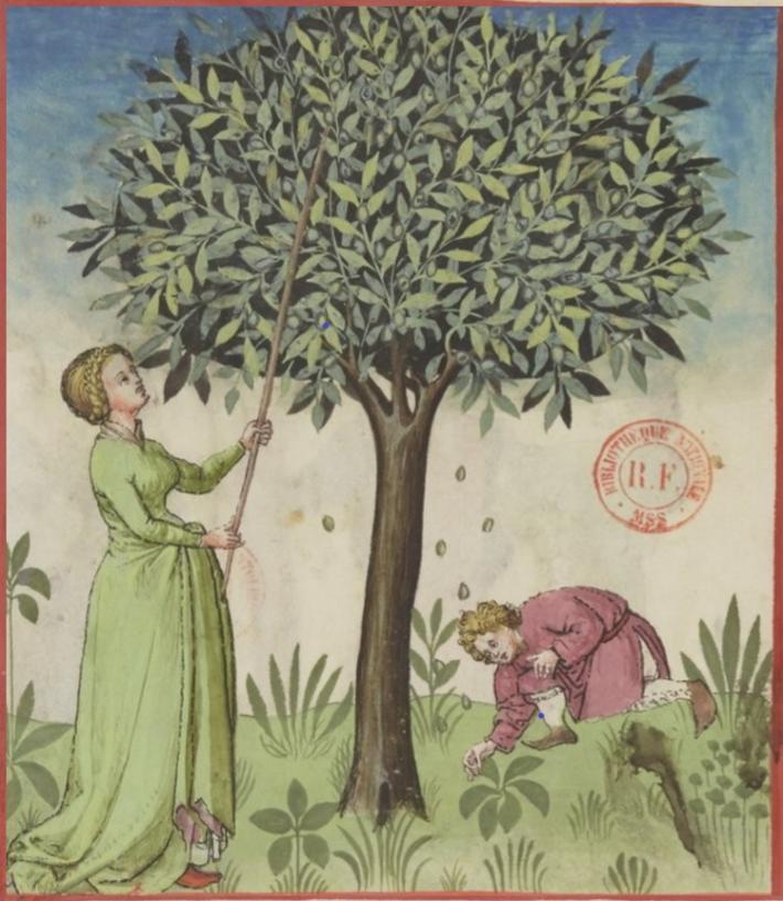 Dal noce al nocino: leggende e tradizioni