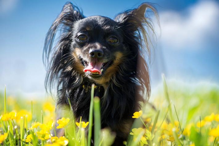 Troppo caldo per i nostri animali? Ecco cosa bisogna  fare per difenderli