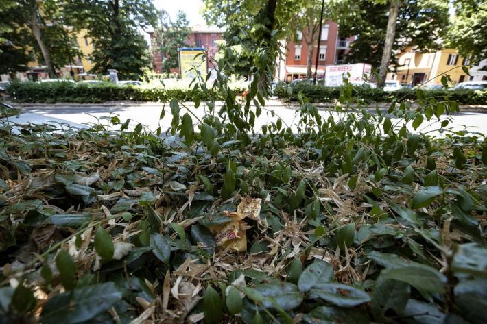 Verde pubblico, la manutenzione ordinaria &egrave; carente