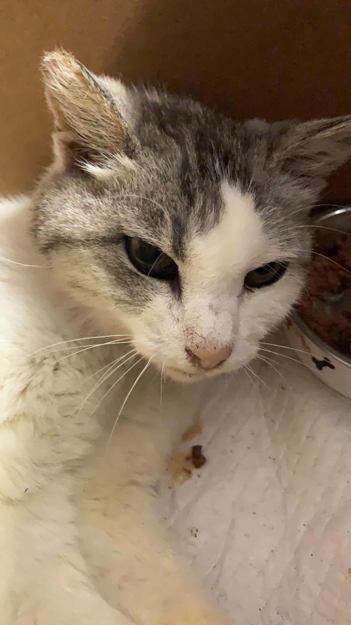 Betty, gattina salvata che ora cerca casa