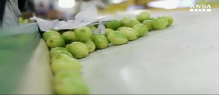 Stop di Trump ai limoni argentini