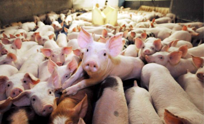 Allevare suini &laquo;antibiotic free&raquo;: vantaggi e svantaggi a confronto
