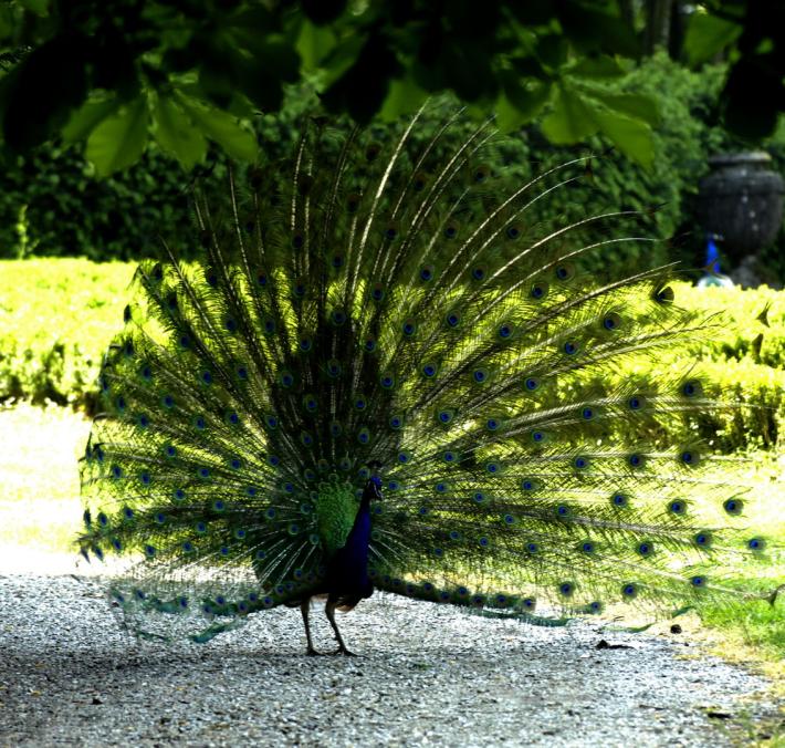 Sos per il castello di Bargone e i suoi 40 pavoni: la petizione ha gi&agrave; raccolto pi&ugrave; di 23mila firme