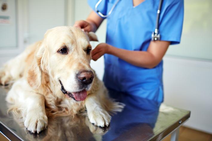 S&igrave; ai farmaci umani per cani e gatti