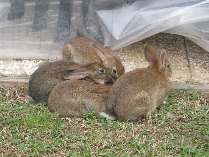 Una famigliola di conigli in giardino. Come fare per evitare problemi