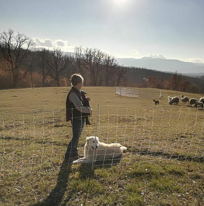 L'amarezza dei pastori Elena e Roberto: rubato il recinto elettrico per le pecore