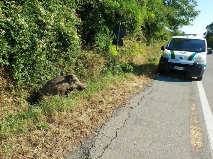 Cinghiale investito (e recuperato vivo) alle porte della citt&agrave;