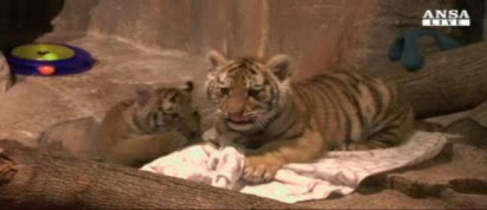 Il debutto in societ&agrave; dei tigrotti dello zoo di Milwaukee Video