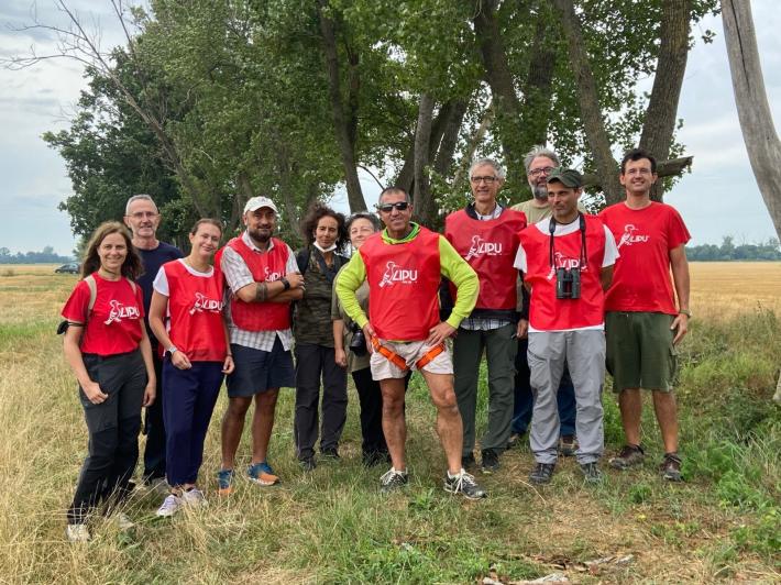 Bassa, falco cuculo al sicuro