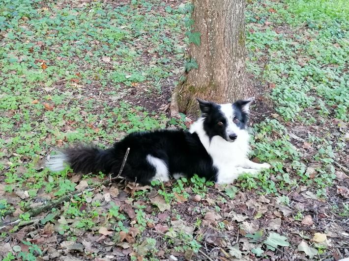  Chris &egrave; scomparso da San Michele Cavana: chi l'ha visto?