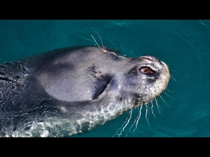 Grecia: rabbia per l'uccisione della foca mascotte di Alonissos
