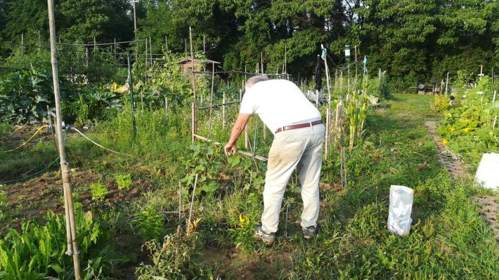 Ladri di verdura agli orti del vivaio Scodogna