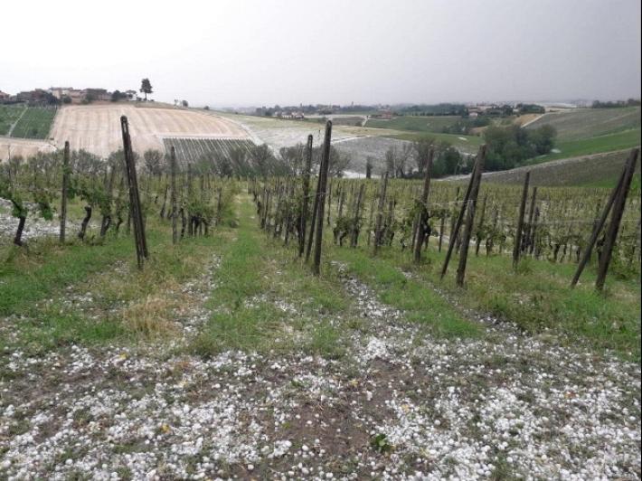 Regione: avviata la ricognizione dei danni provocati dalla grandinata