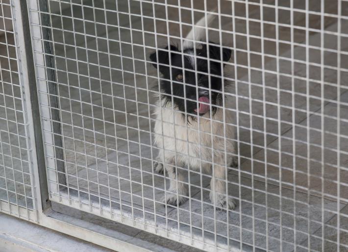 In arrivo 35mila euro per il canile di Parma e 26mila per quello di Fidenza